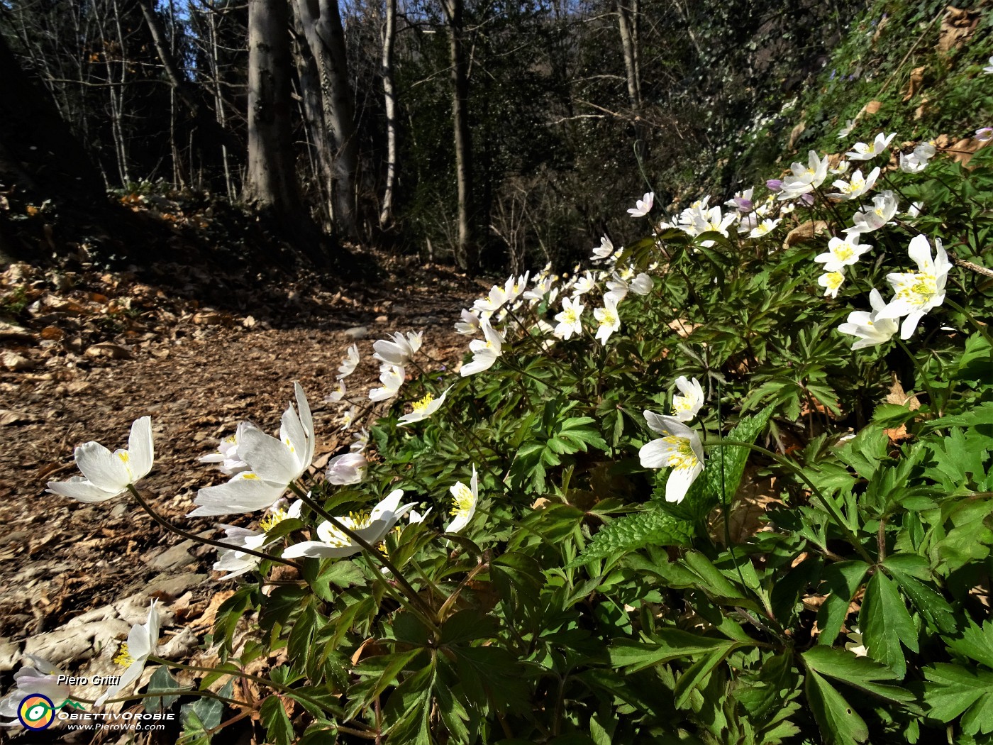 19 Anemoides nemorosa (Anemone dei boschi) .JPG